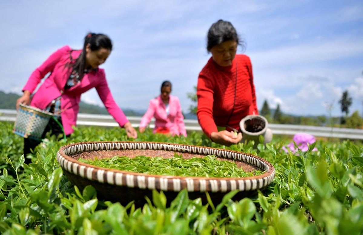 Tea farmers pick tea leaves to make Lichuan black tea in Lichuan city